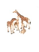 Фигурки Животинки Wild Republic, Семейство Жирафи, Eco-Dome, 89319